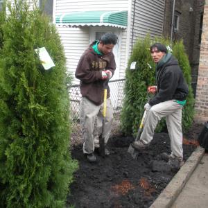 Installing the first trees for a living wall.